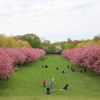 Photos: Cherry Blossoms Are Really Popping At Brooklyn Botanic Garden Right Now